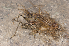 Paradrymadusa galitzini