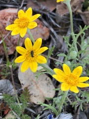 Pseudobahia heermannii