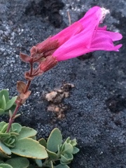 Penstemon rupicola