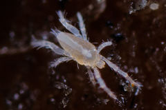 Eupodes