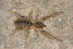 Galeodes araneoides