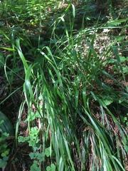 Anthoxanthum occidentale