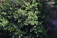 Alnus lusitanica