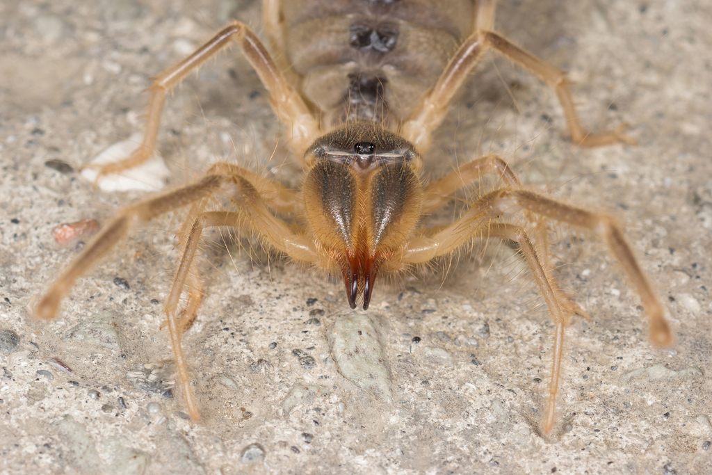 Galeodes araneoides
