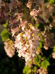 Ribes sanguineum