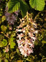 Ribes sanguineum