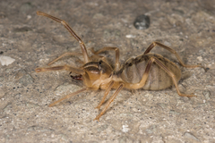 Galeodes araneoides