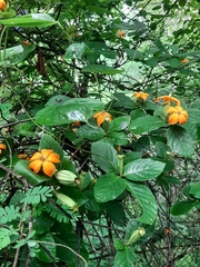 Sphinctanthus aurantiacus