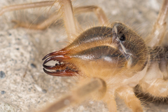 Galeodes araneoides