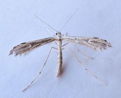 Hellinsia inquinatus