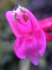 Penstemon rupicola