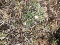 Antennaria dimorpha