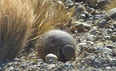 Chaetophractus villosus