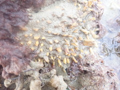 Polymastia penicillus