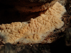 Phlebia centrifuga