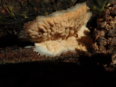 Phlebia centrifuga