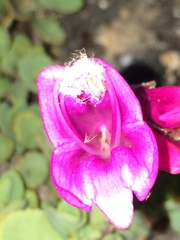 Penstemon rupicola
