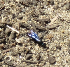 Chlorion aerarium