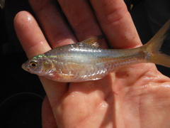 Enteromius paludinosus