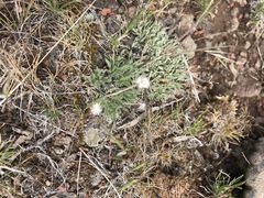 Antennaria dimorpha
