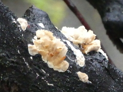 Fungi