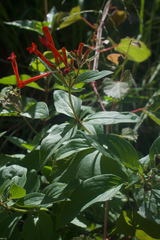 Bouvardia ternifolia