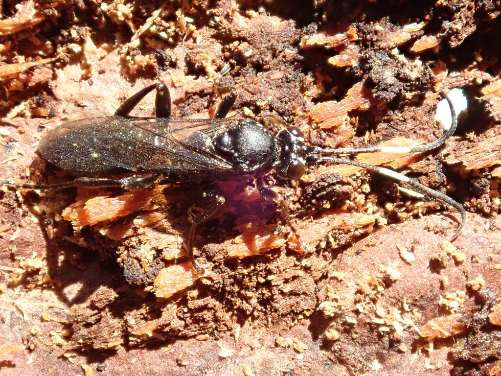 Syspasis albiguttata