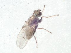 Lispocephala alma