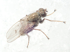Lispocephala alma