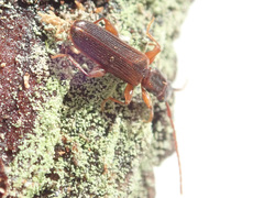 Dendrophagus crenatus
