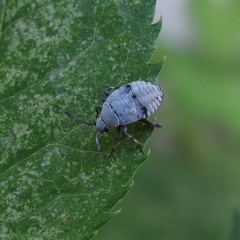 Deraeocoris punctum