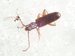 Dendrophagus crenatus