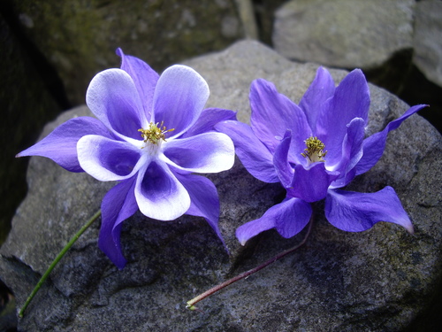 Aquilegia vulgaris
