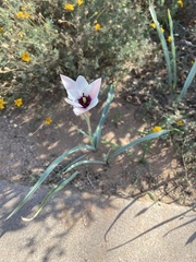 Tulipa clusiana