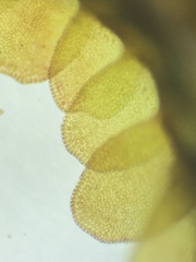 Odontoschisma sphagni