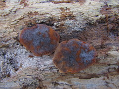 Pseudallescheria boydii