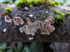 Cylindrobasidium laeve