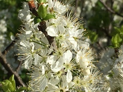 Prunus maritima