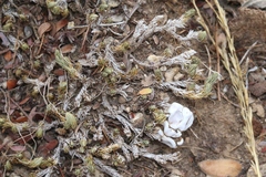 Selaginella wrightii