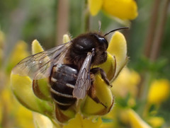 Andrena vulcana