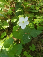 Anemonastrum deltoideum
