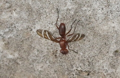 Tritoxa incurva