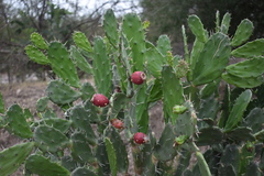 Opuntia dejecta