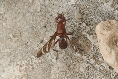 Tritoxa incurva