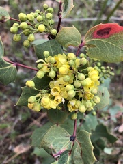 Berberis dictyota