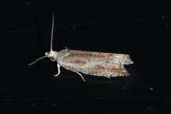 Epinotia solicitana
