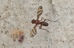 Tritoxa incurva