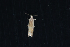 Epinotia solicitana