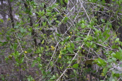 Agonandra obtusifolia