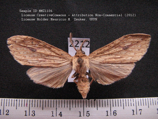 Leucanopsis daltoni